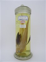 藏品(黑角魚 )的圖片